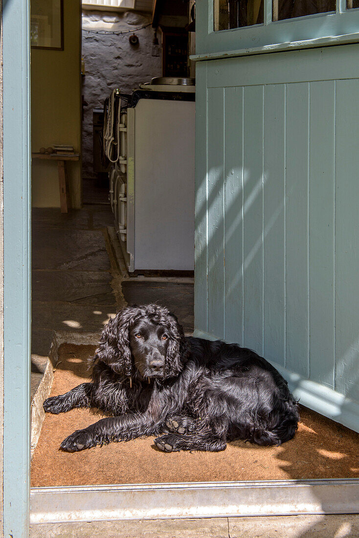 Hund sitzt auf einer Türmatte vor der Haustür in Helston, Cornwall, Großbritannien