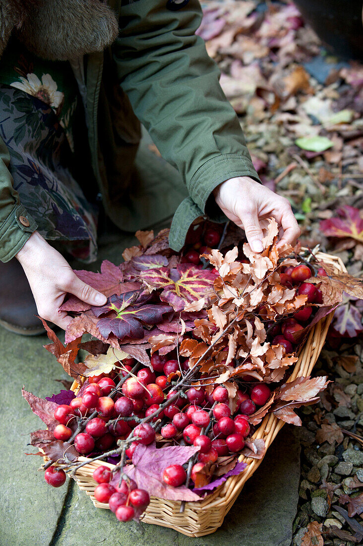 Frau sammelt Herbstblätter und Beeren in einem Garten in Großbritannien