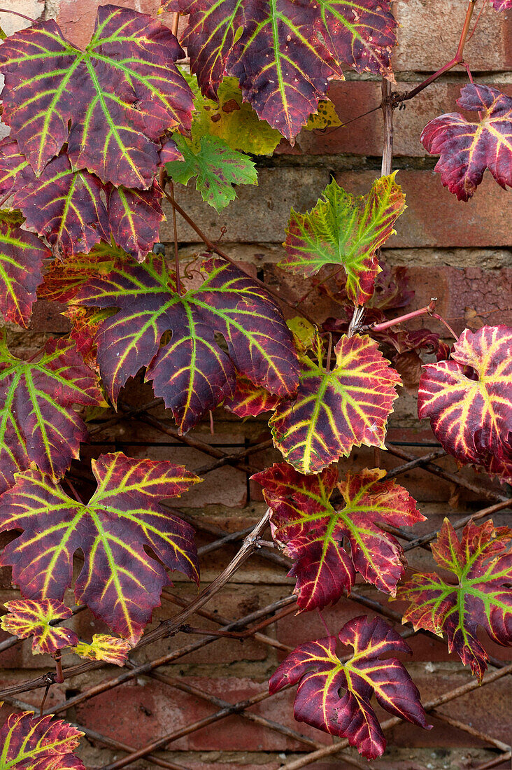 Herbstblätter ändern ihre Farbe auf einem Spalier mit Ziegelmauer in einem Garten in Großbritannien