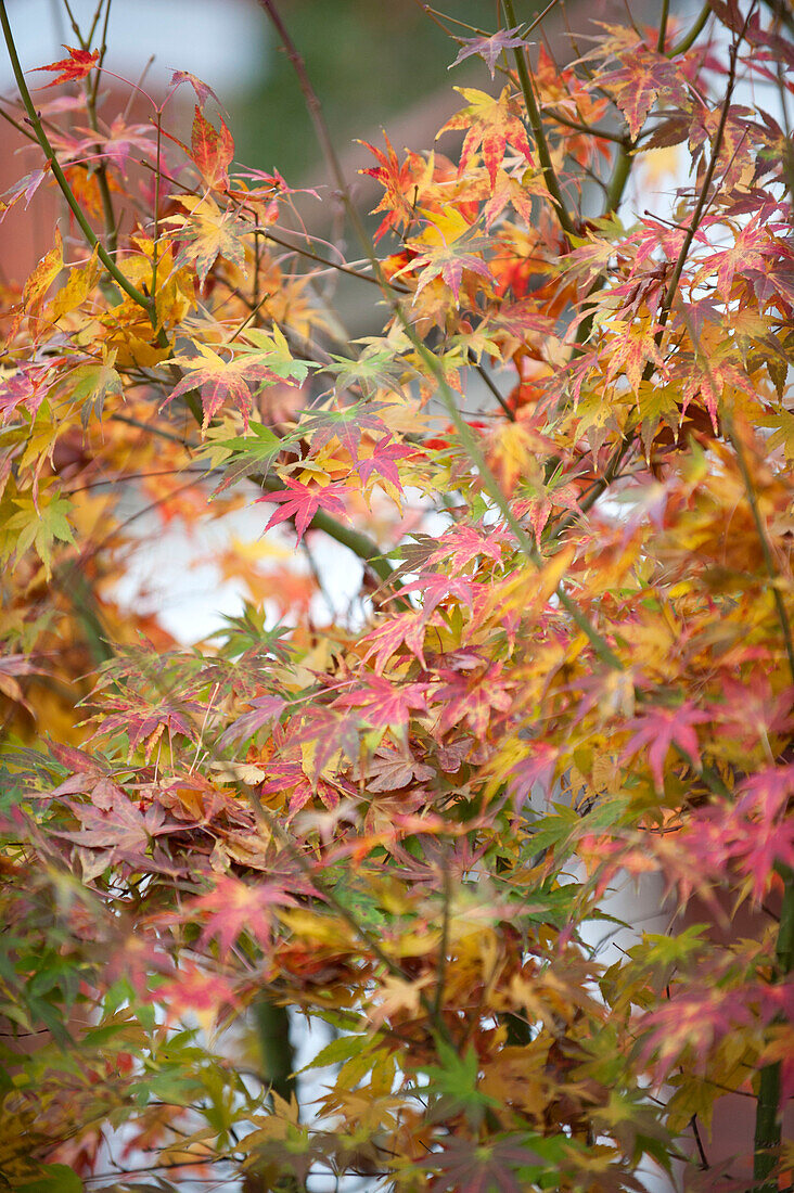 Japanese maple (Acer palmatum) leaves change colour in Autumn UK