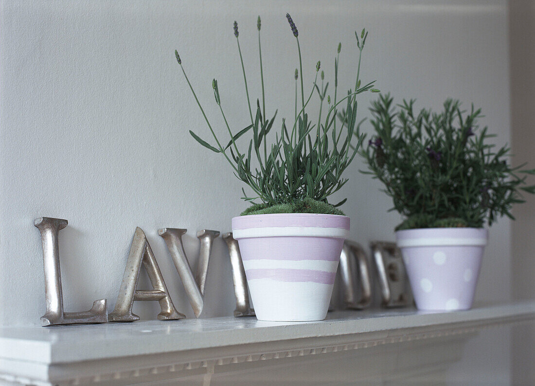 Flourishing lavender in painted flower pot on the mantlepiece