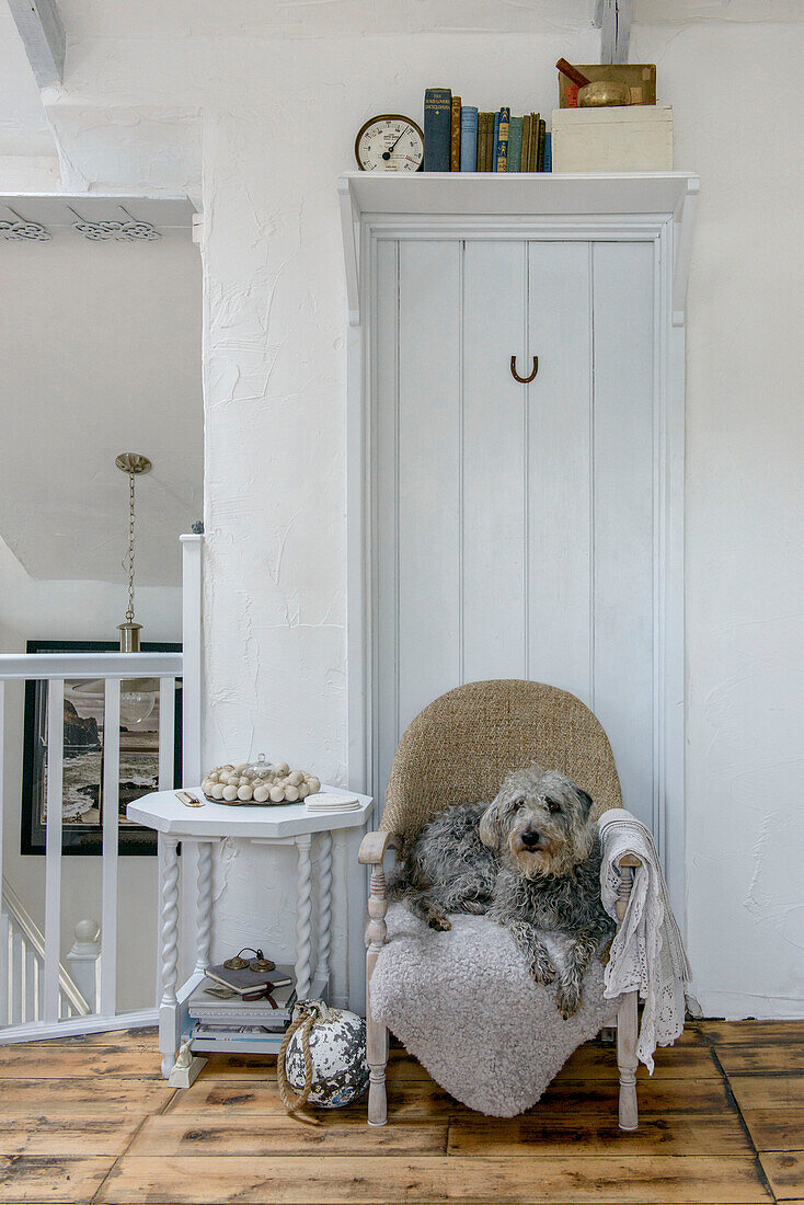 Hund auf kleinem Stuhl in Marazion Strandhaus Cornwall UK