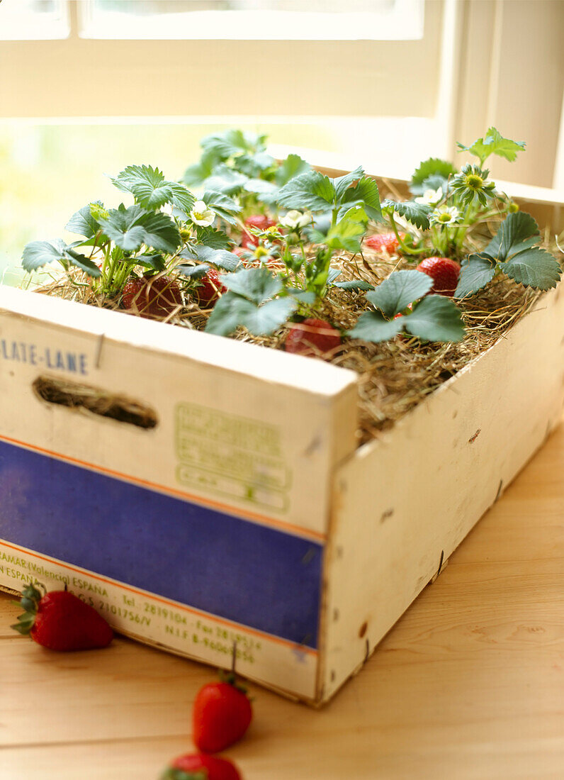 Kiste mit frischen Erdbeerpflanzen