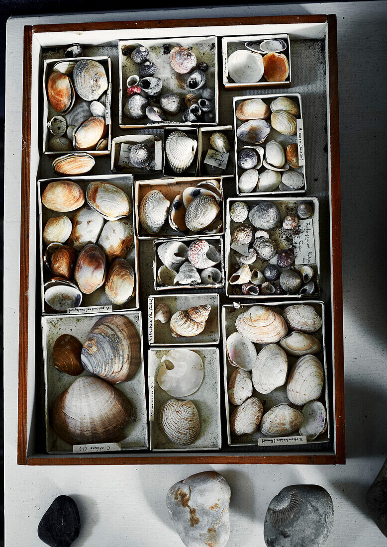 Assorted seashells in Lyme Regis home Dorset UK