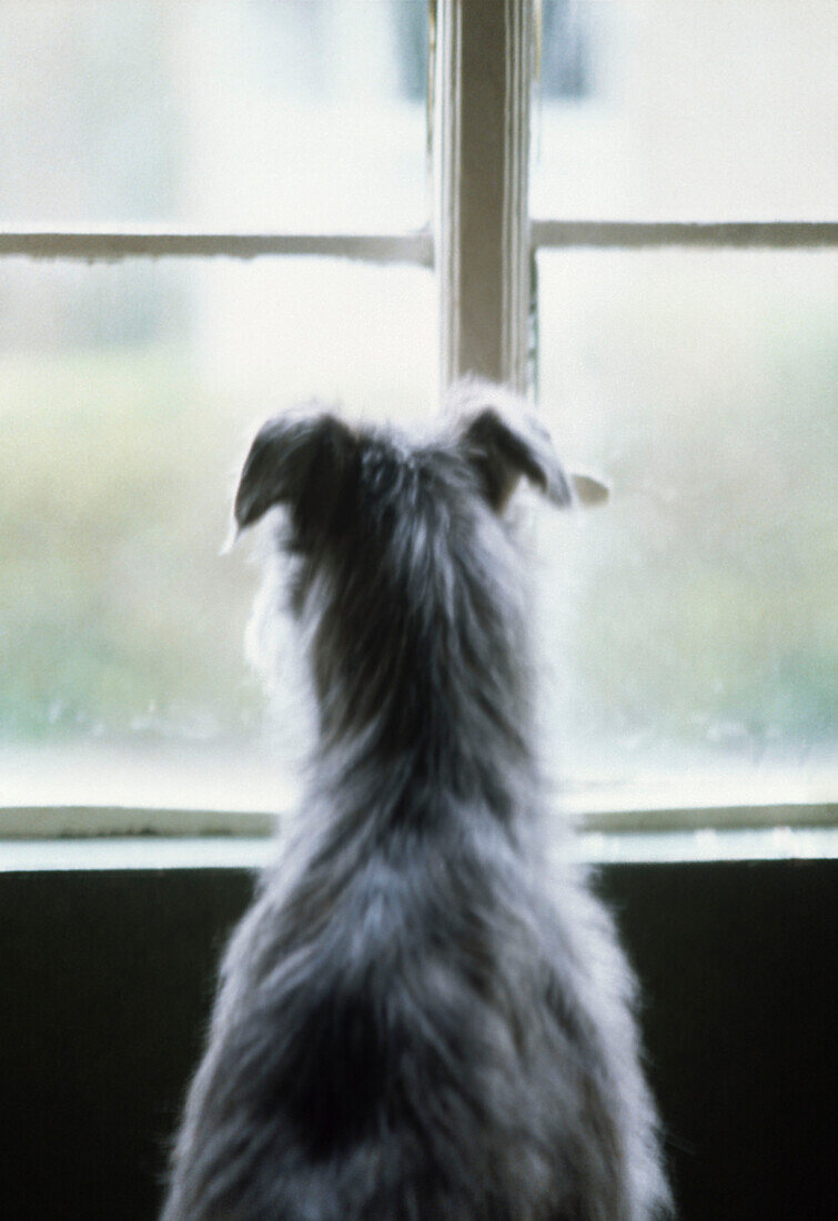Hund schaut durch ein Fenster, … – Bild kaufen – 13572002 ❘ living4media