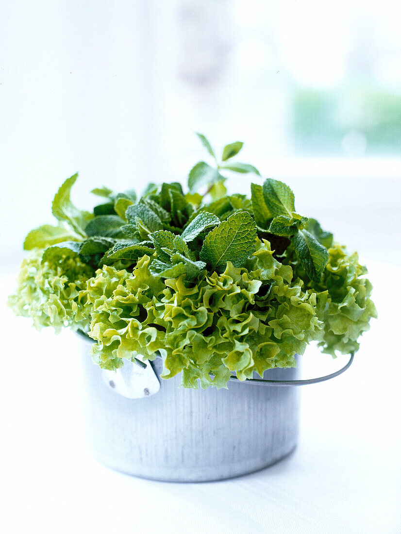 Mint leaves and lettuce in metal pot