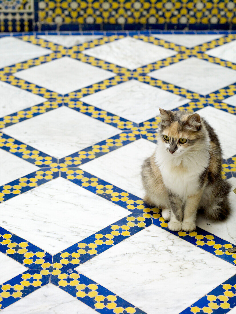 Katze sitzt auf blau-weißem Kachelboden Marokko Nordafrika