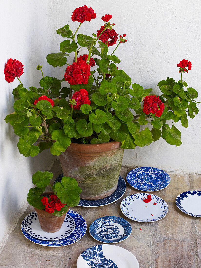 Blühende Geranien mit blauen und weißen Tellern Spanien