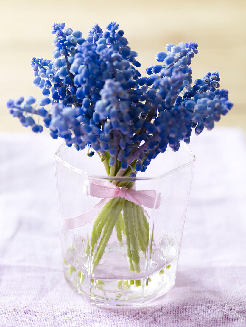 Blue Hyacinth tied with ribbon in glass