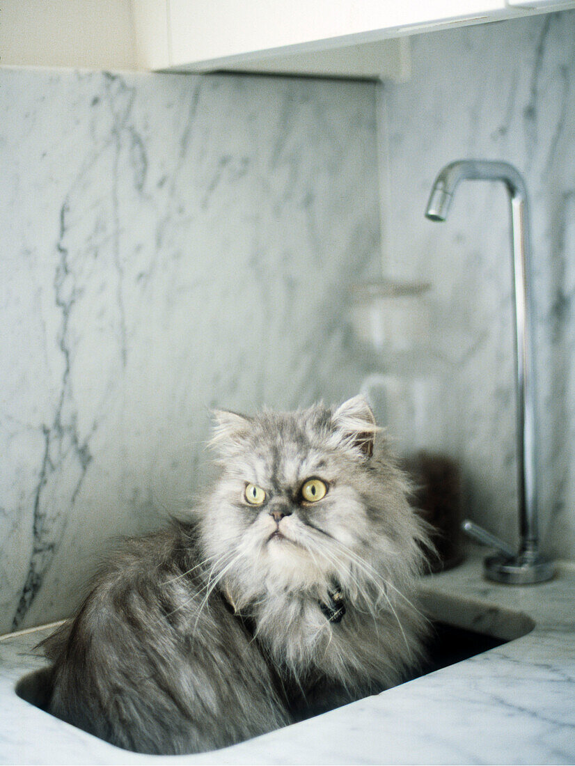 Fluffy cat in kitchen sink