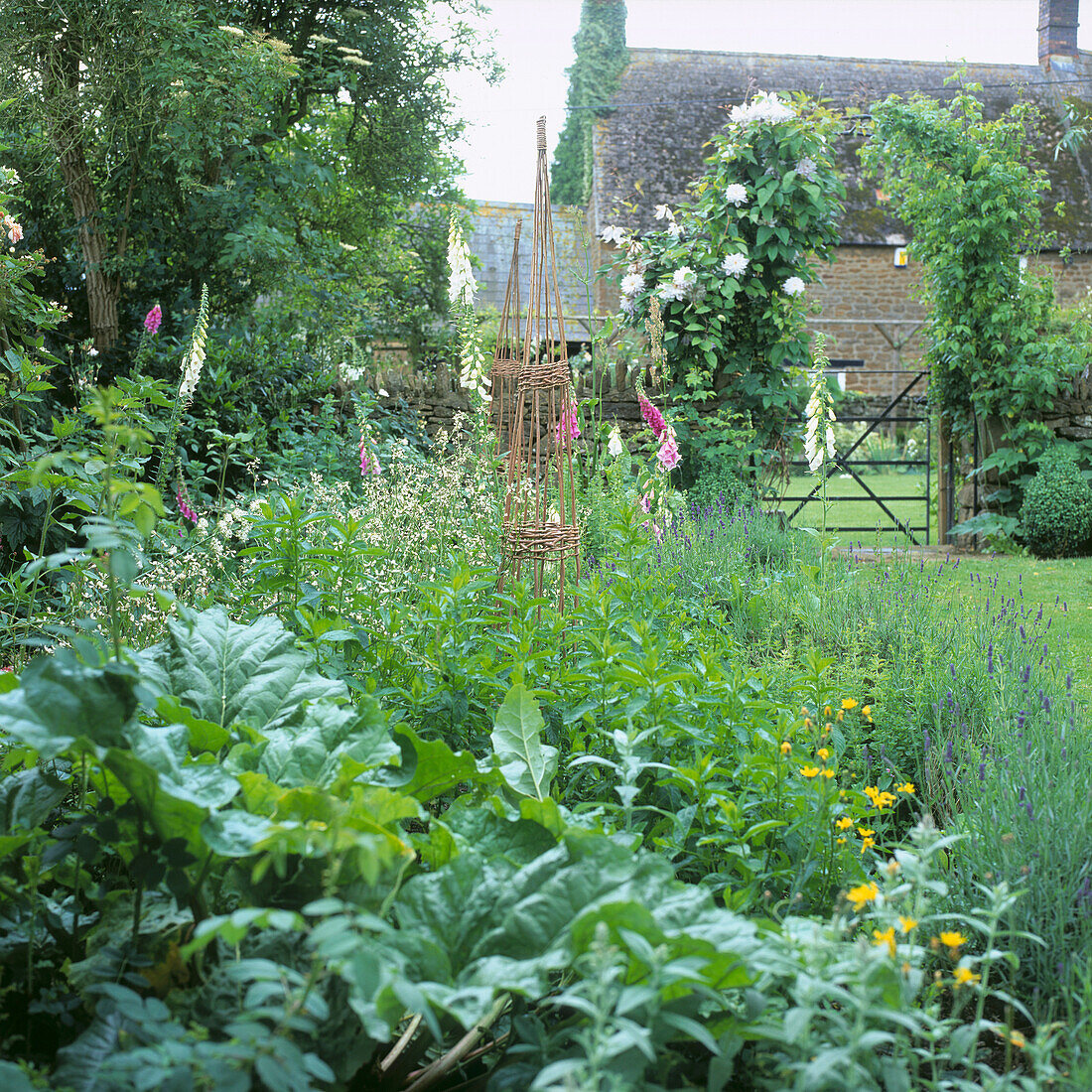 Garten im Landhausstil mit wuchernden weißen Rosen und Metalltor, das zum steinernen Bauernhaus führt