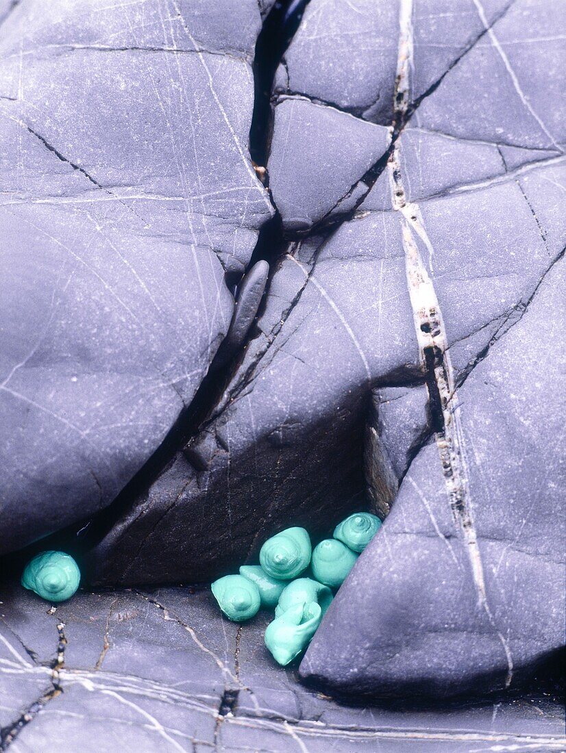 Turquoise Painted Seashells on the Coast