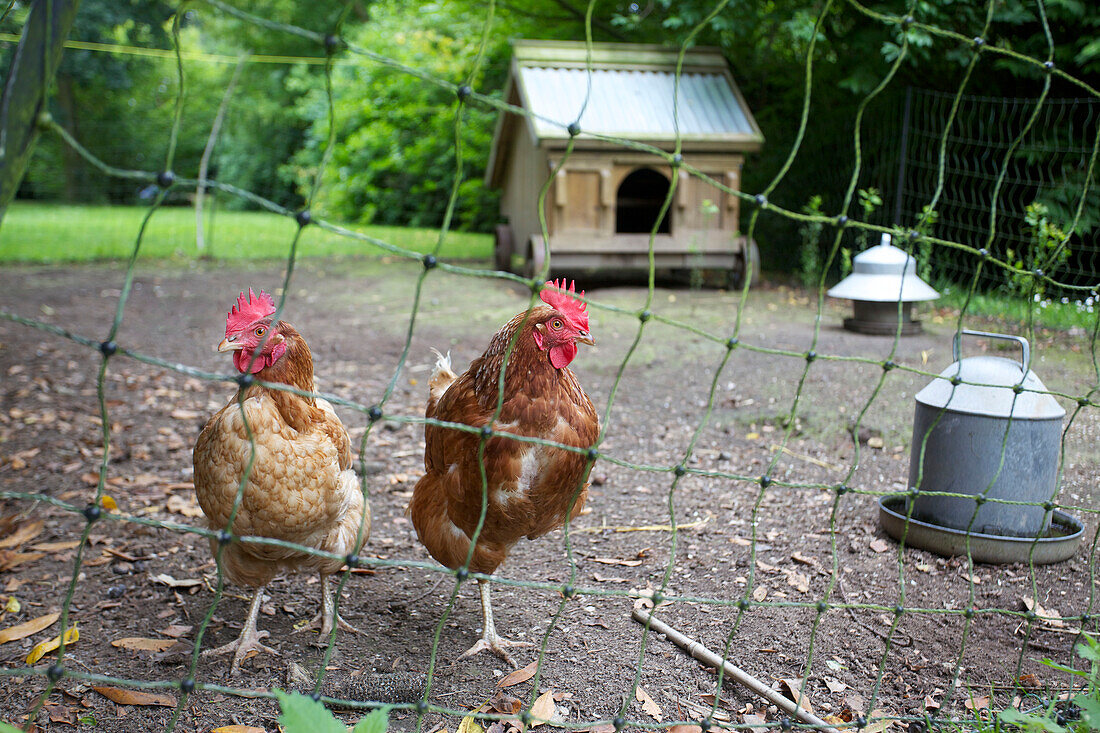 Blick durch den Hühnerdraht auf die Hühner und den Hühnerstall mit Futterhäuschen auf dem Gelände des Sandhurst Cottage, Kent, England, UK