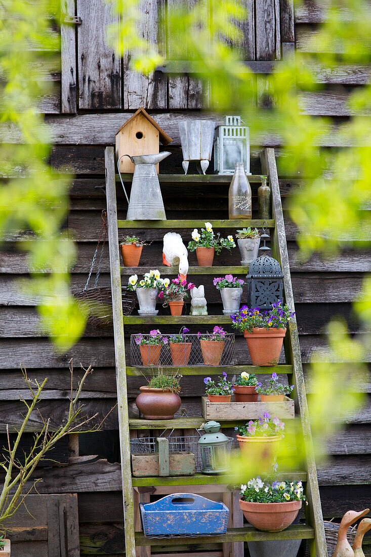 Topfpflanzen und Gartengeräte auf der Zugangsleiter des holzverkleideten Außenbereichs High Halden Kent England UK