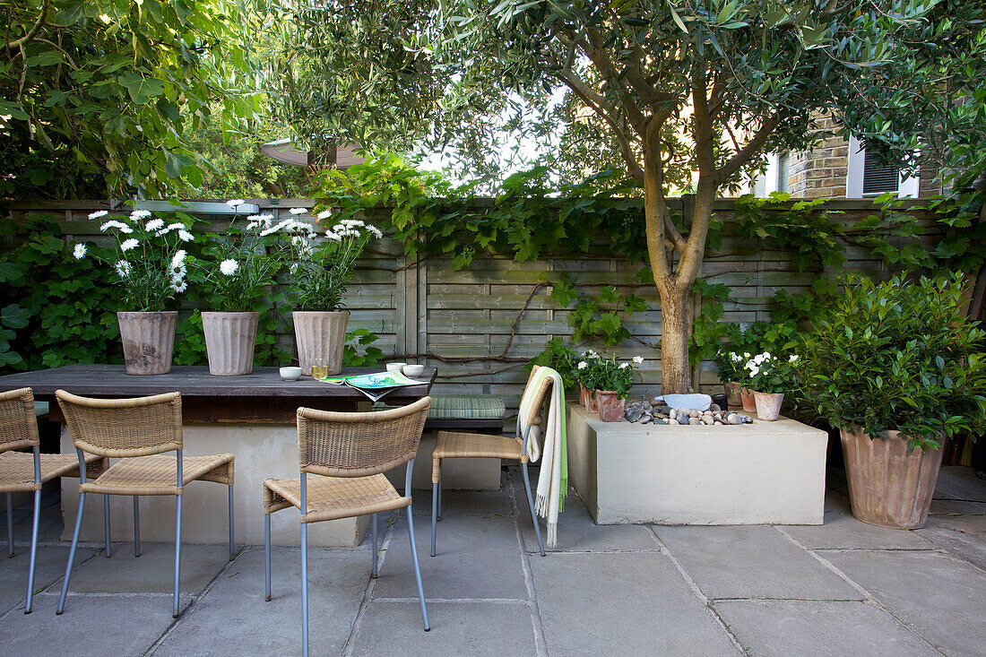 Topfpflanzen auf Tisch mit Rohrstühlen und Olivenbaum auf Terrasse in Wandsworth Garten London England UK