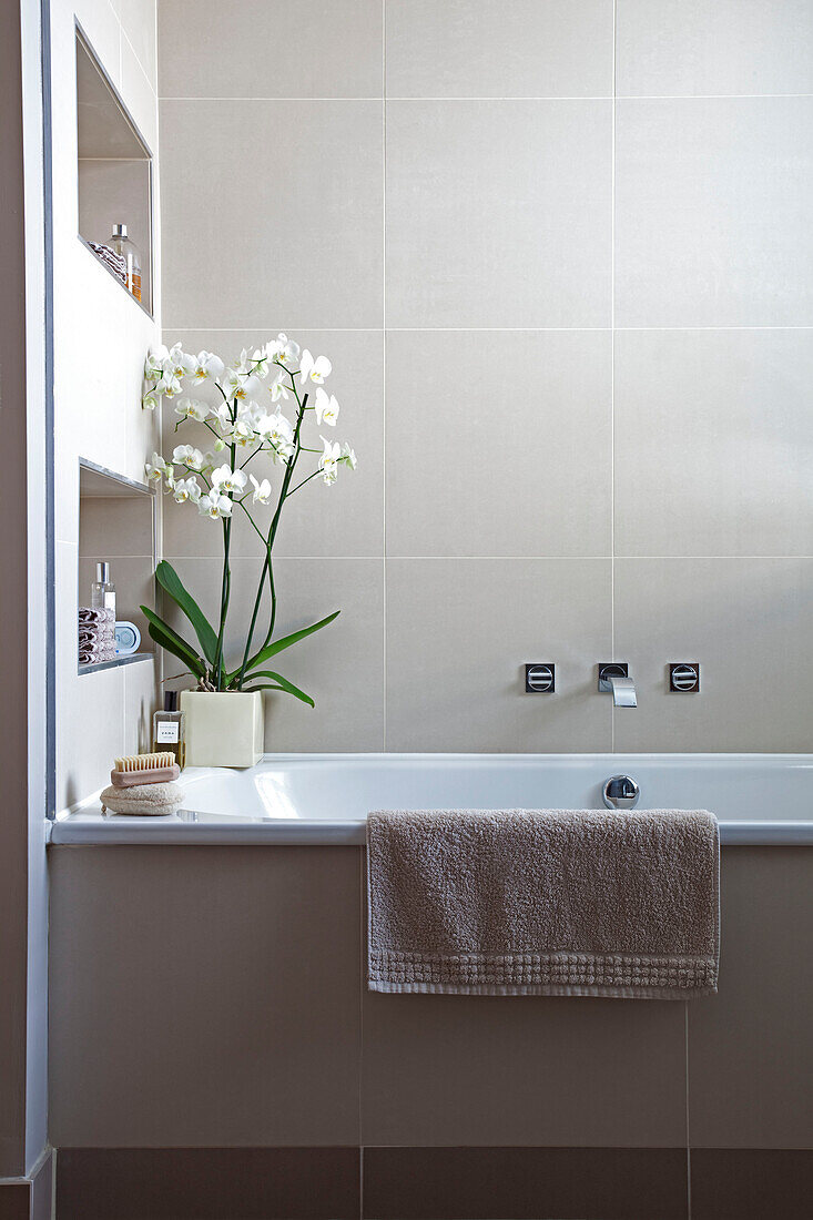 Orchid on bath surround with recessed shelving in neutral contemporary London bathroom, England, UK