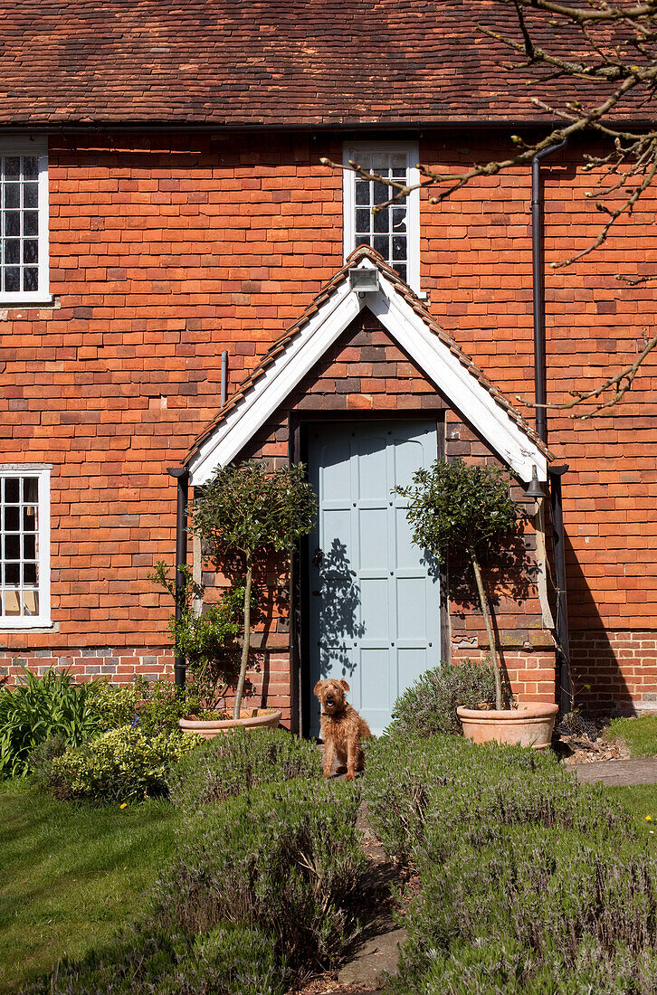 Dog sitting at light blue from door of Kent country cottage, England, UK