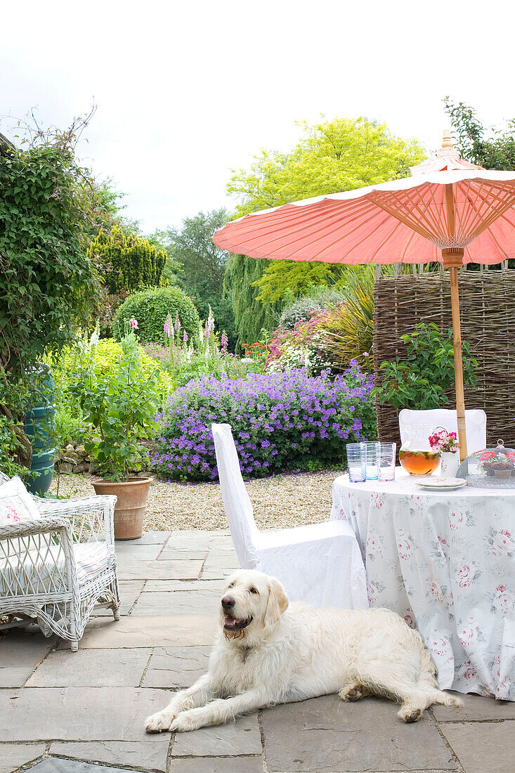Hund sitzt auf Terrasse mit Sonnenschirm über Tisch in Garten in Kent, UK
