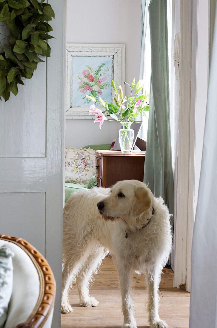 Dog stands at doorway of Kent living room UK