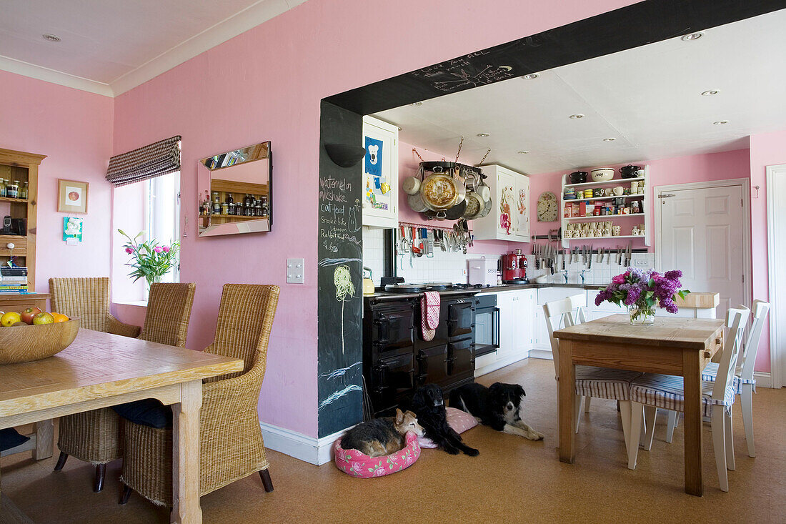 Three dogs on pink Suffolk kitchen with rattan chairs at dining table UK