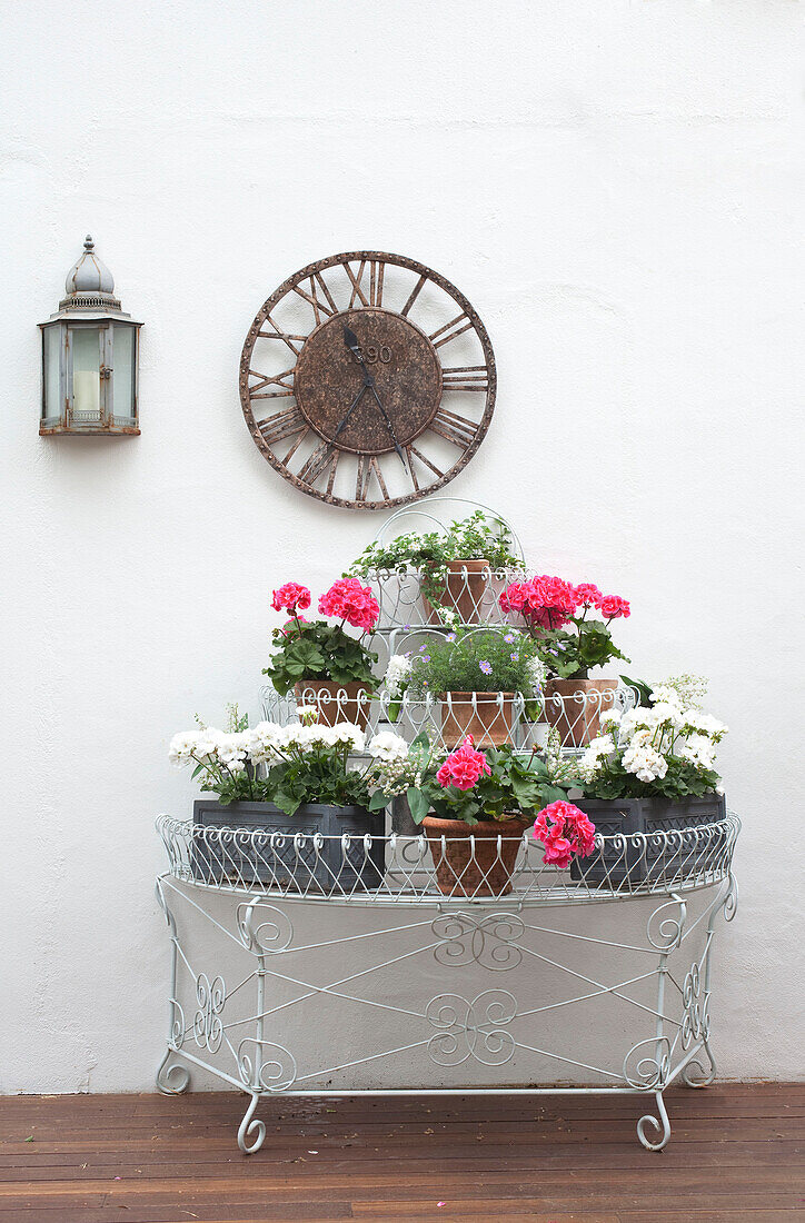 PInk and white geraniums on plant stand with vintage clock and lantern against wall of London home, UK