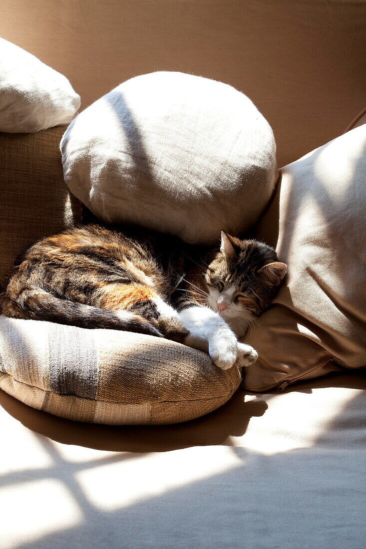 Tabby-Katze schläft im Sonnenlicht auf Kissen in einer französischen Ferienvilla