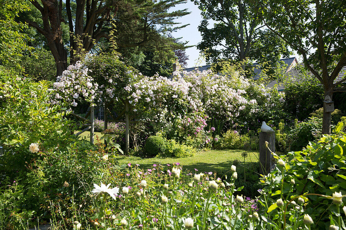 Blühender Flieder im Garten eines Cottage in Dorset, England, Vereinigtes Königreich