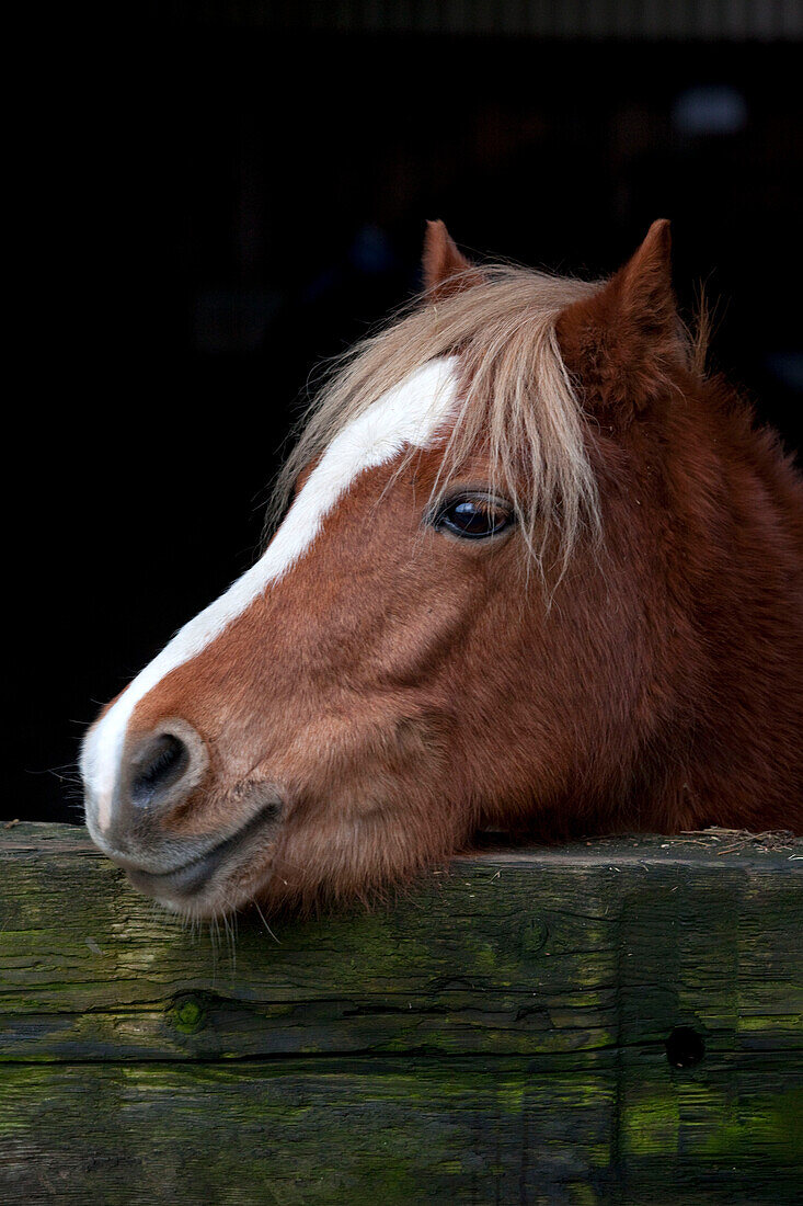 Pferdeköpfe über der Stalltür, Chilterns, England, UK