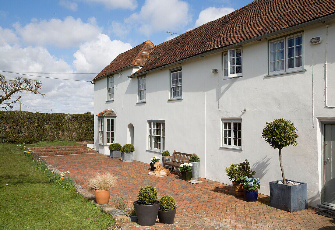 Hund sitzt auf einer Backsteinterrasse an der weiß getünchten Fassade eines Hauses in Camber, East Sussex, England UK