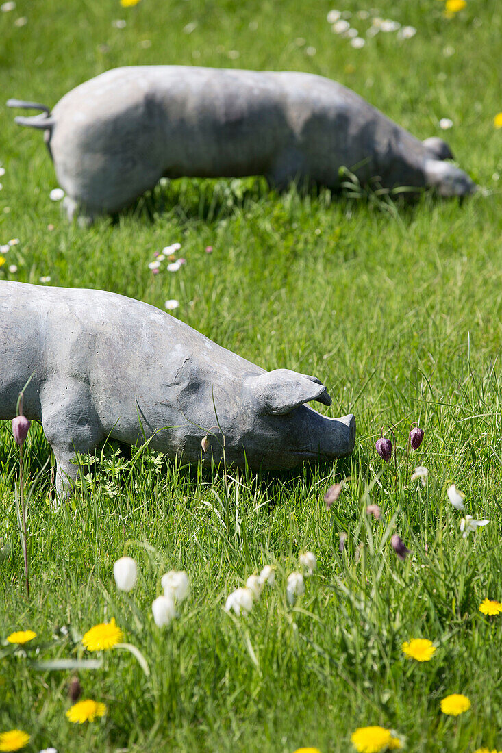 Two garden pig statues in Warminster meadow  Wiltshire  England  UK