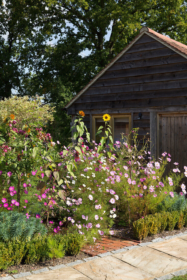 Flowering plants and weatherboard exterior of Surrey barn England UK