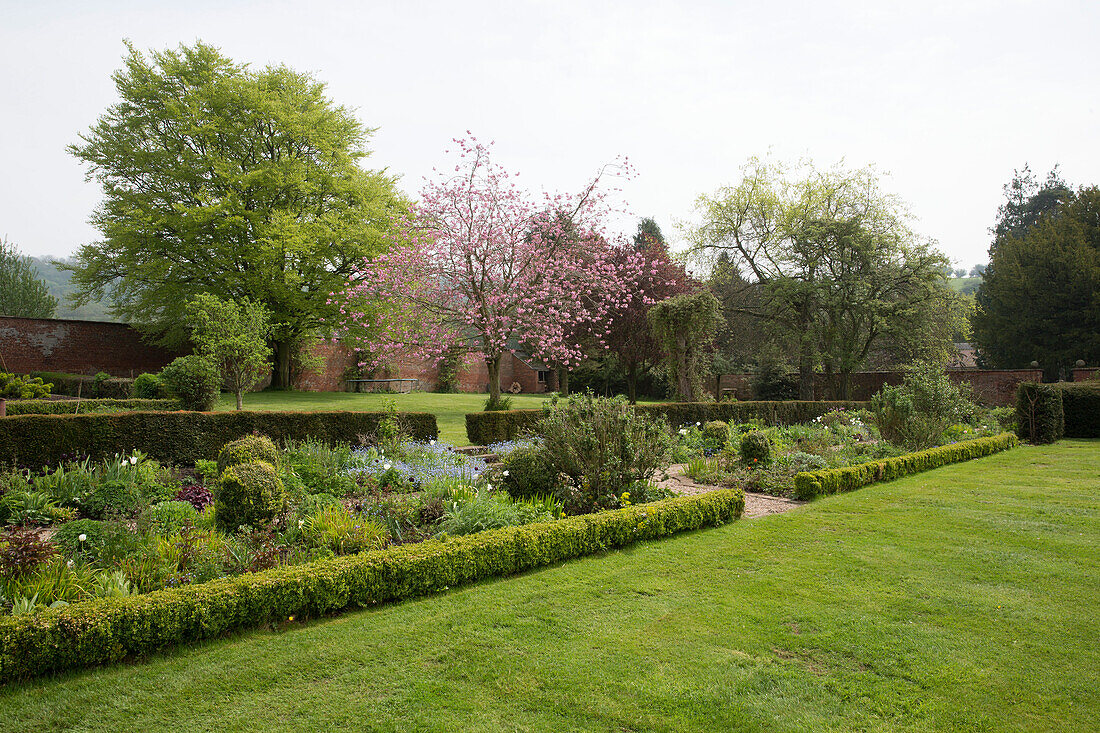 Blühender Baum und Blumenbeete im Garten eines unter Denkmalschutz stehenden georgianischen Landhauses Shropshire England UK