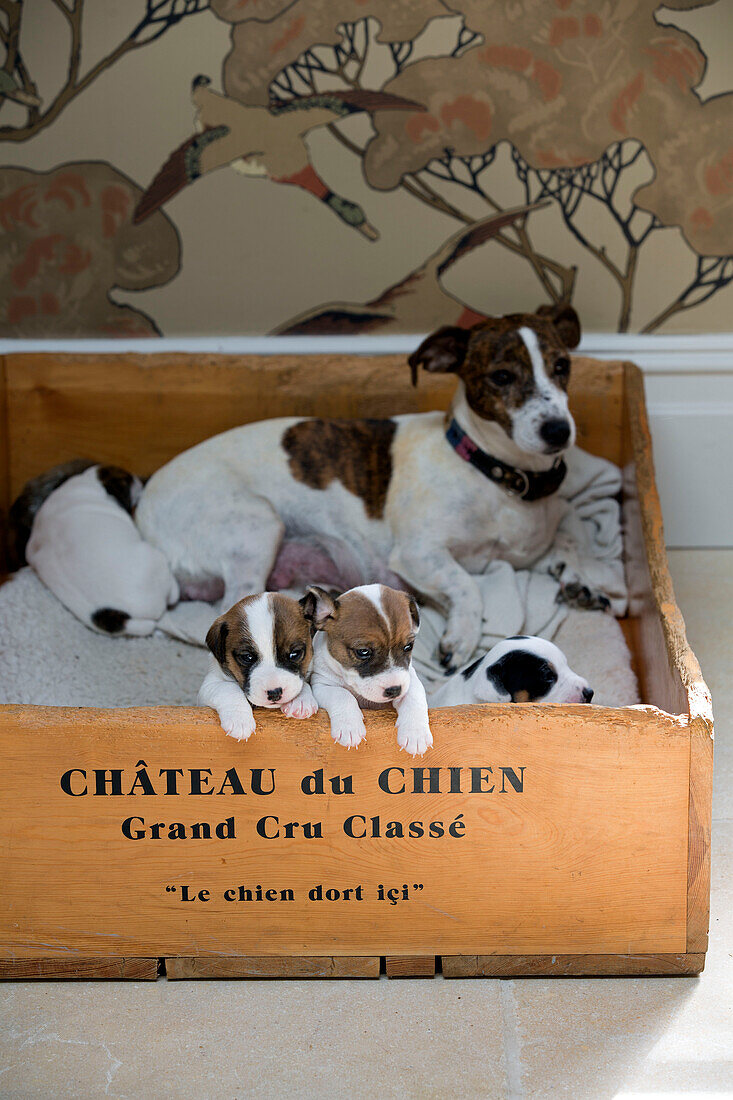 Hund und Welpen in einer französischen Kiste Gloucestershire England UK