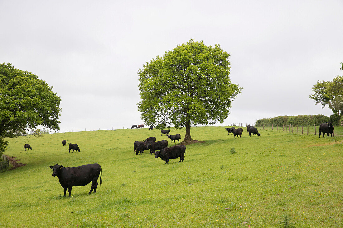 Weidende Rinder auf einem Hügel in der Landschaft von Devon (UK)