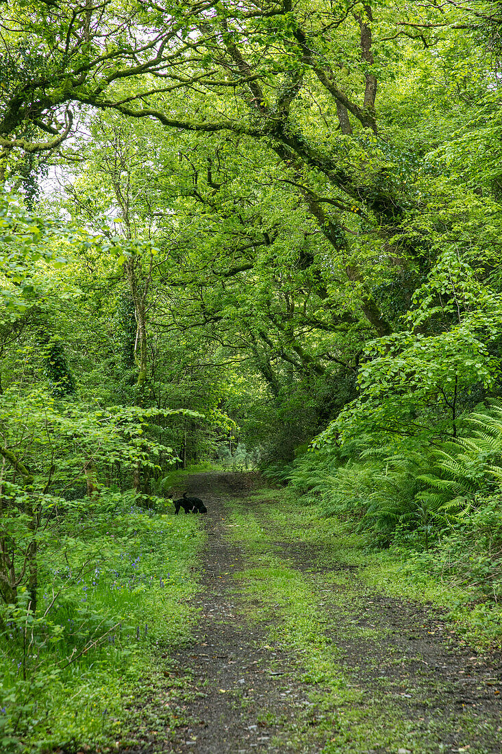 Leafy lane in Devon countryside UK