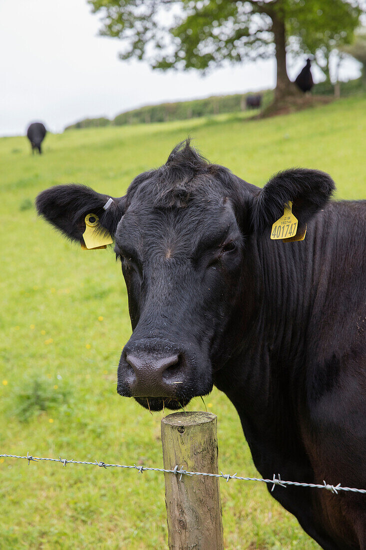 Kuh am Stacheldrahtzaun in der Landschaft von Devon UK
