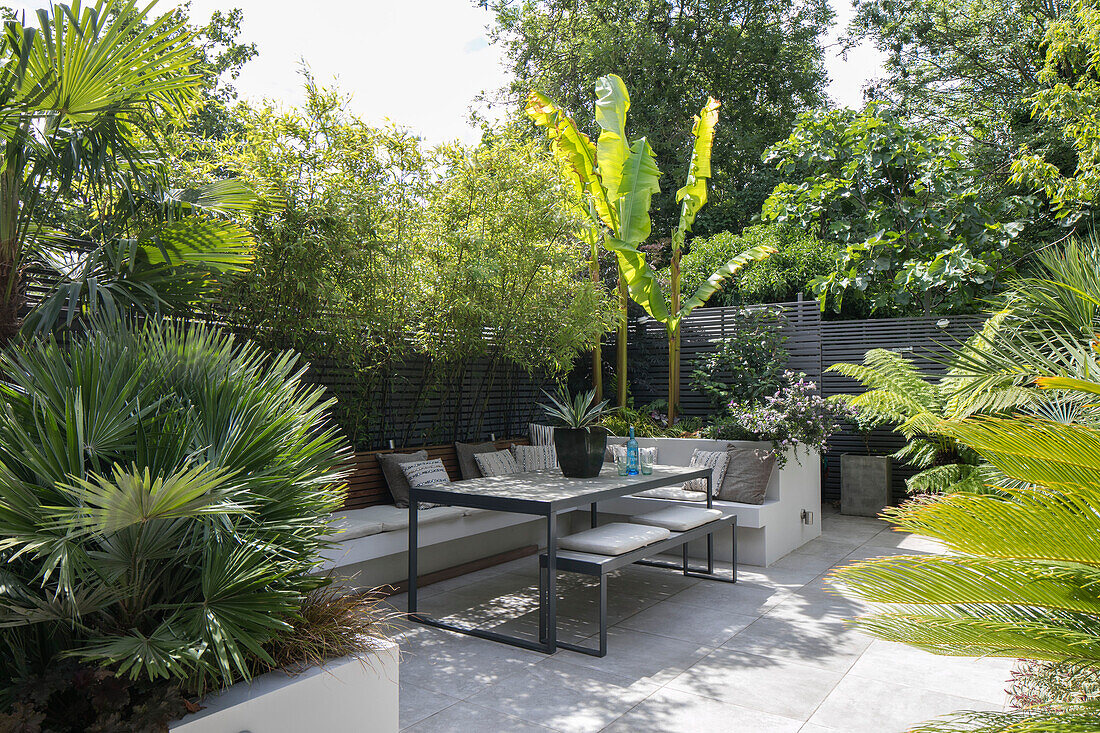 Fenced palms and bamboo in raised beds of private garden terrace London UK