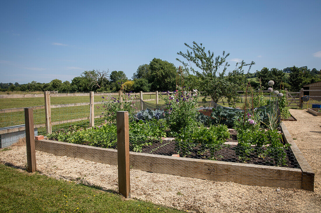 Raised vegetable garden in Somerset, UK