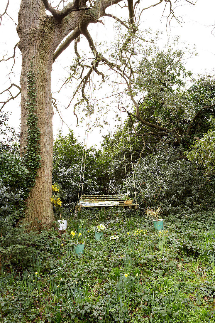 Schaukelsitz und Narzissen unter einem Baum auf der Isle of Wight, Großbritannien