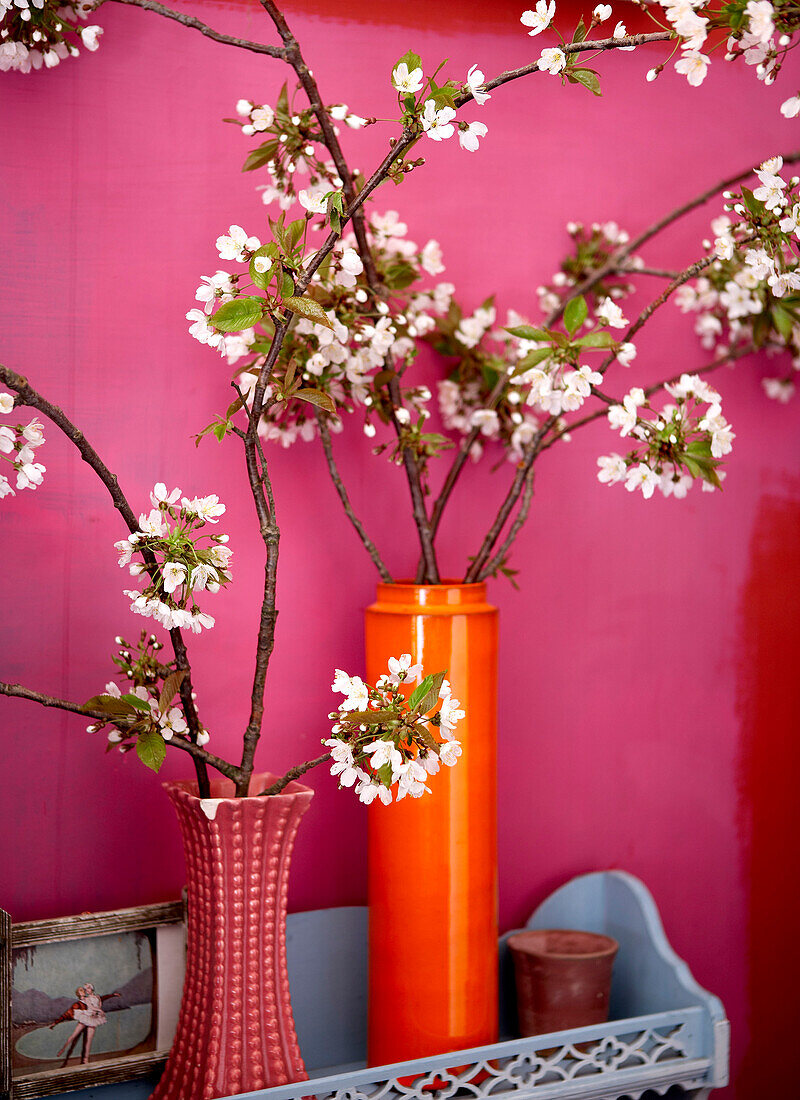 Frühlingsblüten in Vasen vor einer rosa Wand in einem Haus auf der Isle of Wight, UK
