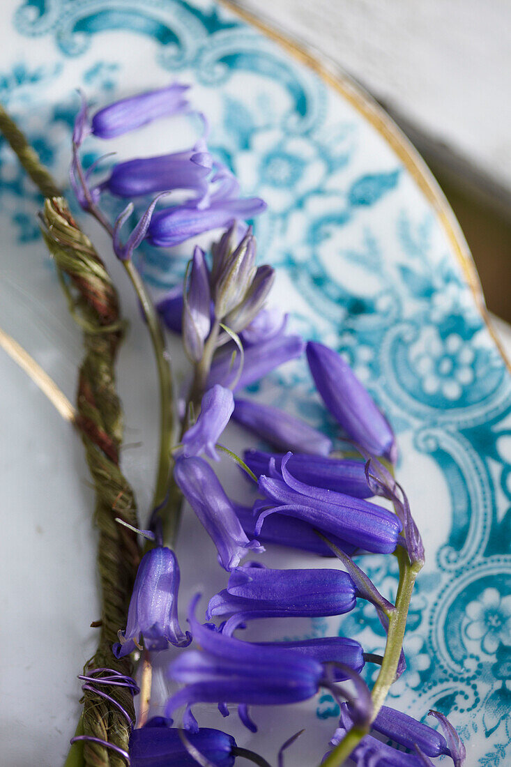 Bluebells (Hyacinthoides non-scripta) on side plate