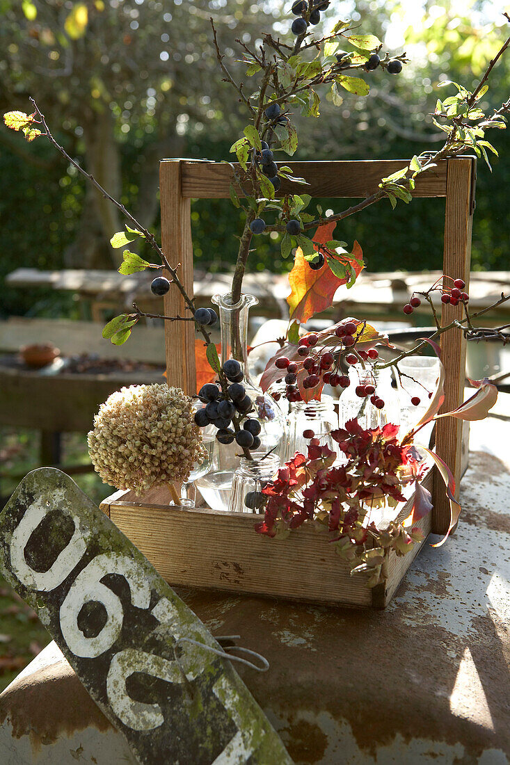 Autumn berries and leaves in wooden crate with numberplate Isle of Wight, UK