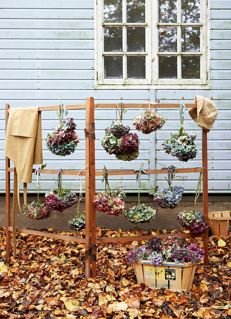Dried Hydrangea on clothes rack with apron and fallen leave Isle of Wight, UK