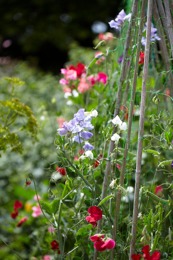 Summer Garden Party