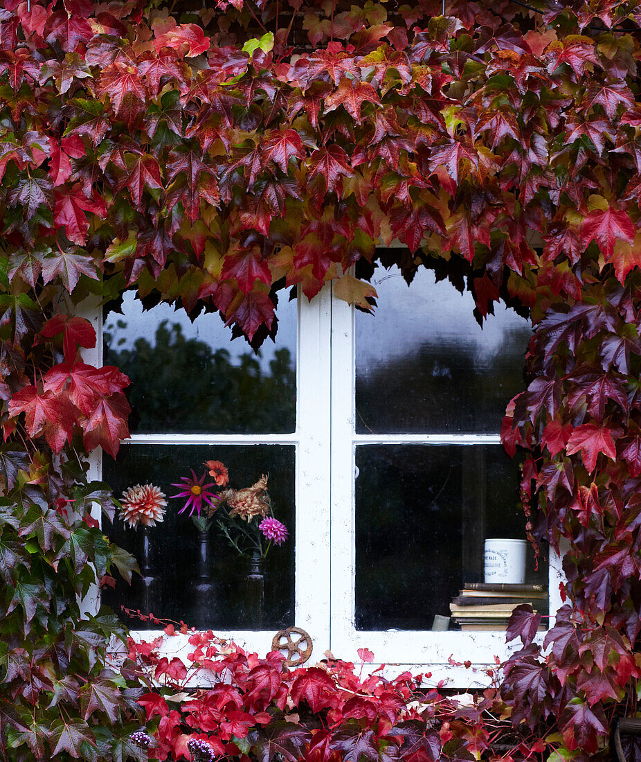 Außenansicht des Hauses und Fenster mit herbstlichem Wildem Wein (Virginia Creeper) mit Dahlienblüten durch das Fenster