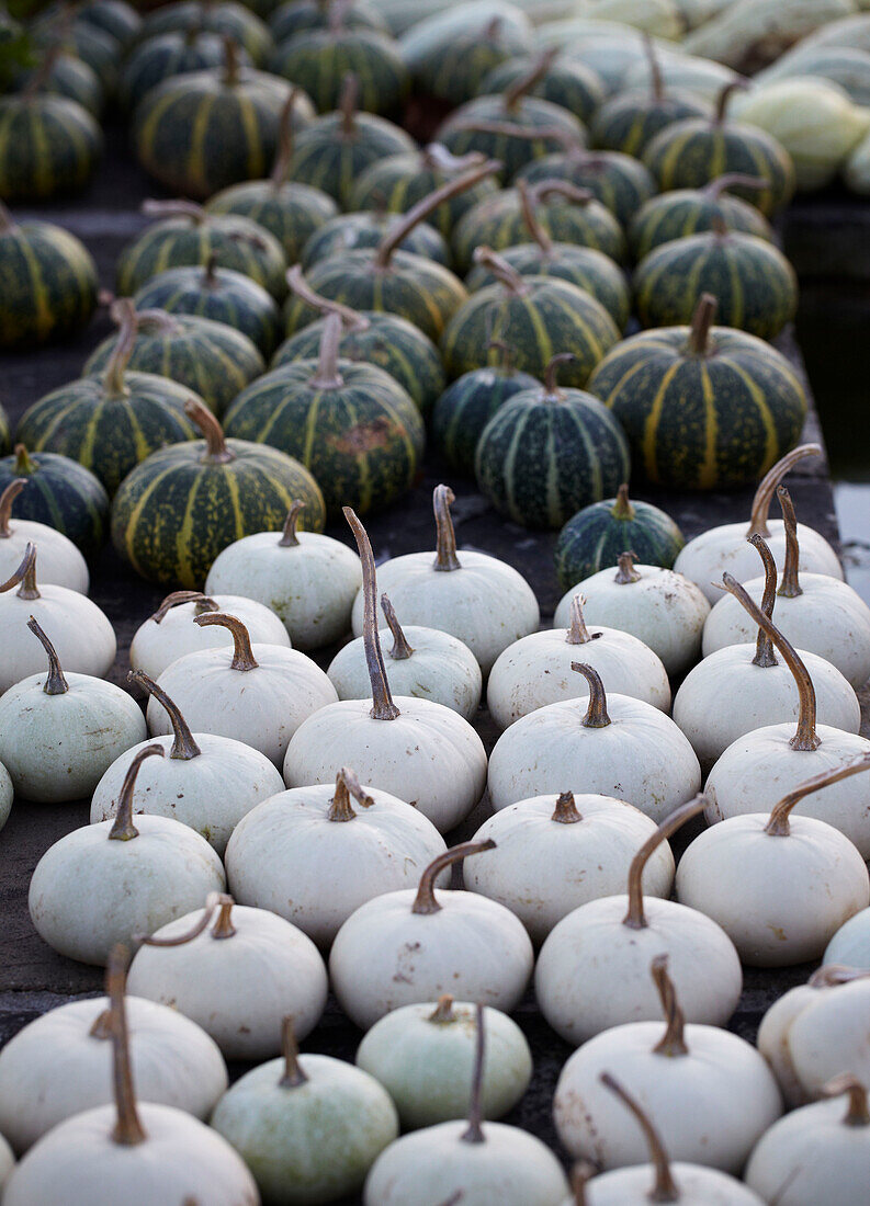 Green and white pumpkins squashes on a table top