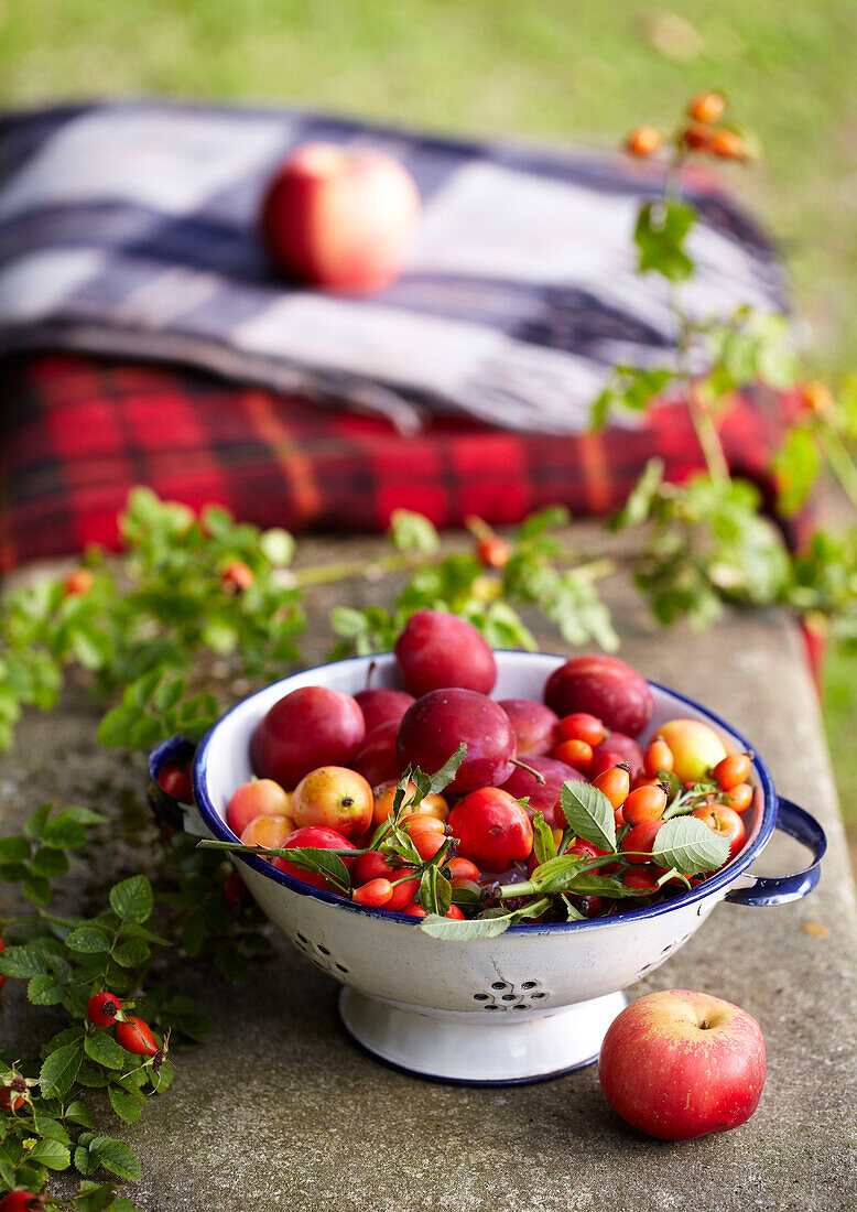 Foraged fruit and berries, Victoria Plums, Apples, Rosehip on a bench in garden with blankets