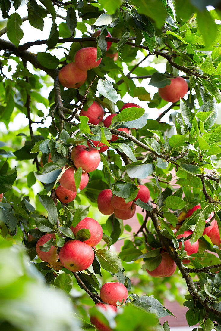Red apples ripening on a tree in garden, UK