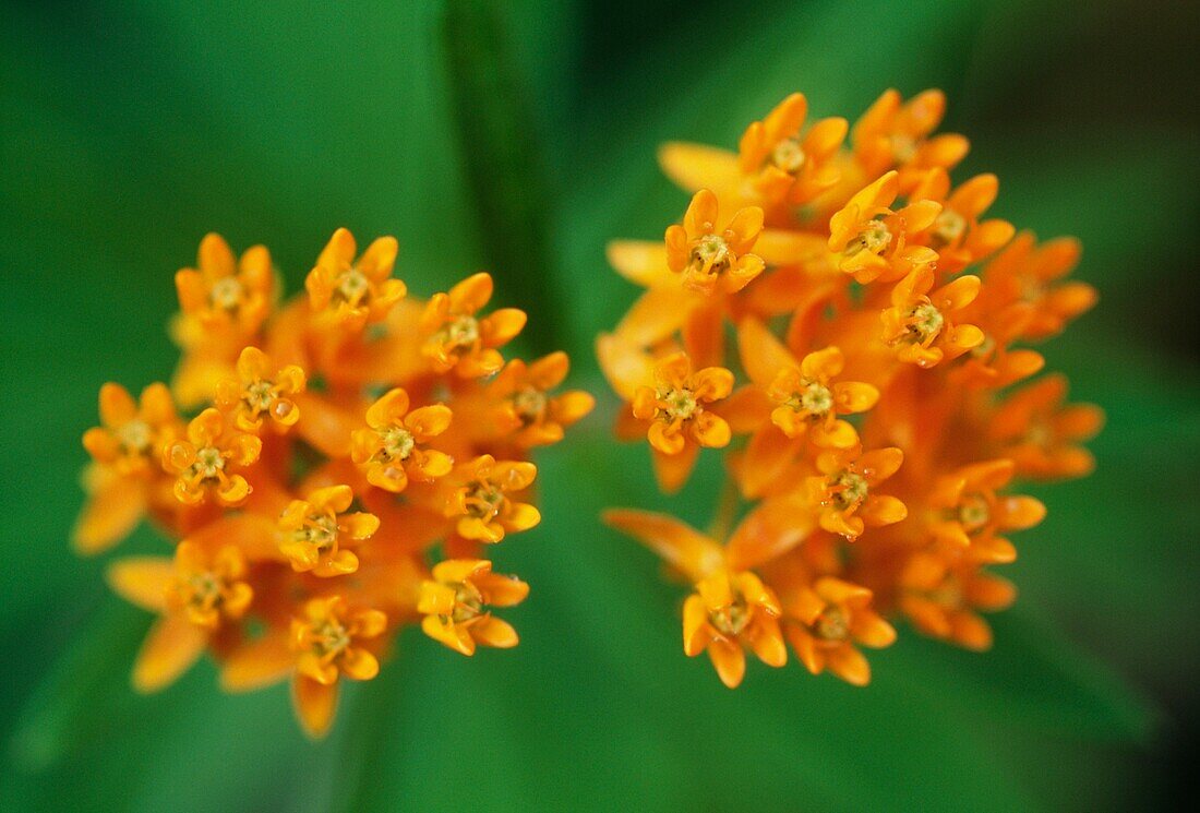 Nahaufnahme einer leuchtend orangefarbenen Blüte von Asclepias tuberosa (nordamerikanisches Schmetterlingskraut)