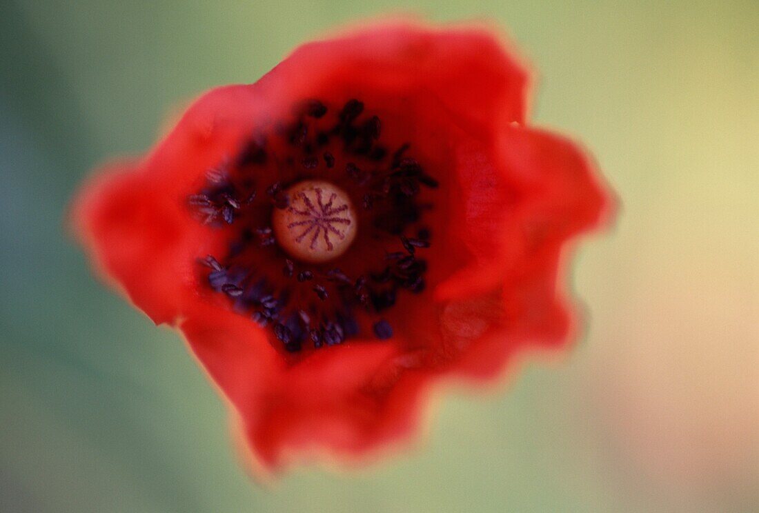 Close up of Papaver rhoeas (poppy) or red common field poppy flowers